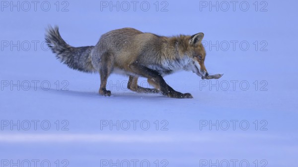 Red fox (Vulpes vulpes), with caught mouse on a meadow covered with snow, Swabian Alb biosphere reserve, Baden-Württemberg, Germany