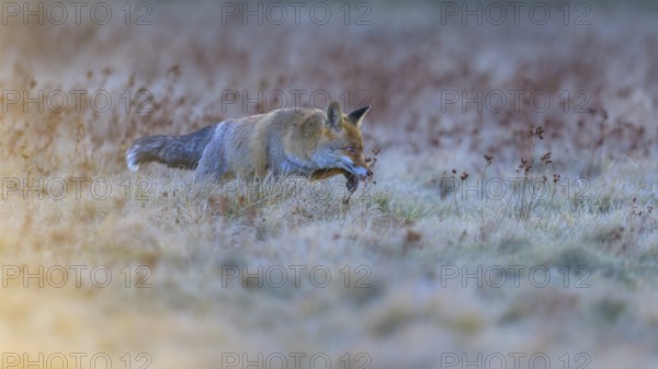 Red fox (Vulpes vulpes), foraging in a meadow, Swabian Alb biosphere reserve, Baden-Württemberg, Germany