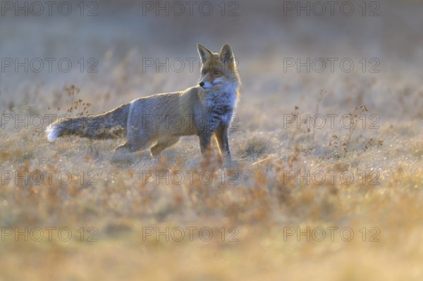 Red fox (Vulpes vulpes), securing in the last light in a meadow, Swabian Alb biosphere reserve, Baden-Württemberg, Germany