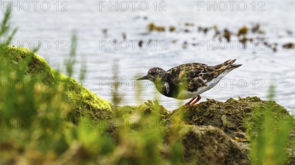 Ruddy Turnstone, Arenaria interpres