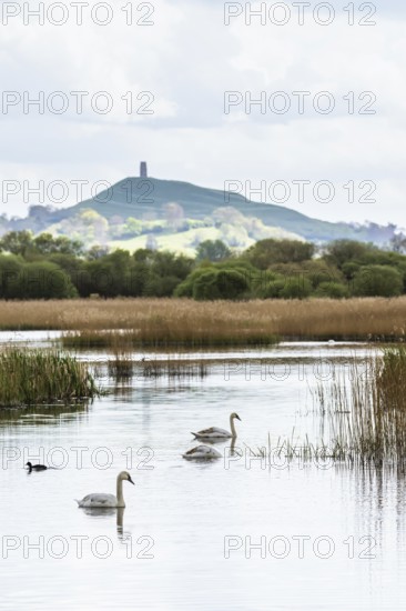 Mute Swan, Cygnus olor with Glastonbury Tor in background, Glastonbury, Somerset, England, United Kingdom