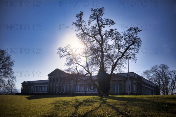 Tree in front of Stuttgart Museum of Natural History, Rosenstein Castle, Rosenstein Park, back light, Stuttgart, Baden-Württemberg, Germany
