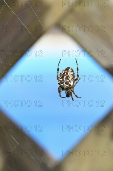 Aculepeira ceropegia, (Araneus ceropegia), macro photograph, spider, arachnid, Wilnsdorf, North Rhine-Westphalia, Germany