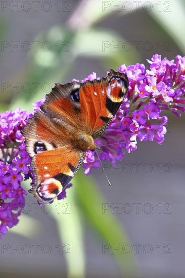 Peacock butterfly (Inachis io) sucking nectar on butterfly bush (Buddleja davidii), in a natural environment in the wild, close-up, wildlife, insects, butterflies, butterflies, Wilnsdorf, North Rhine-Westphalia, Germany