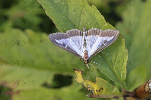 Box tree moth (Cydalima perspectalis) on a leaf, box tree moth, moth, insects, moths, butterflies, animals, other animals, close-up, Wilnsdorf, North Rhine-Westphalia, Germany