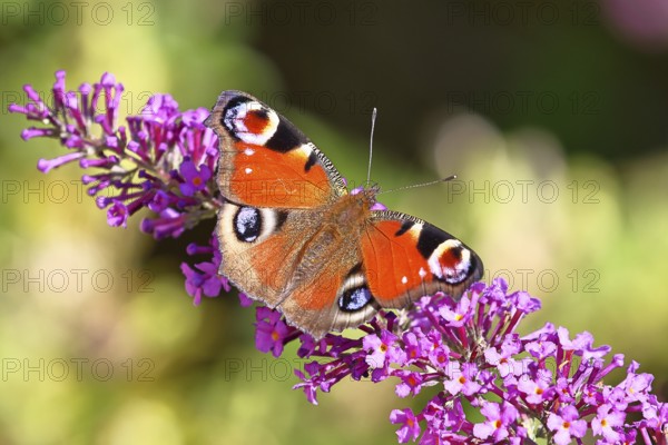 Peacock butterfly (Inachis io) sucking nectar on butterfly bush (Buddleja davidii), in a natural environment in the wild, close-up, wildlife, insects, butterflies, butterflies, Wilnsdorf, North Rhine-Westphalia, Germany