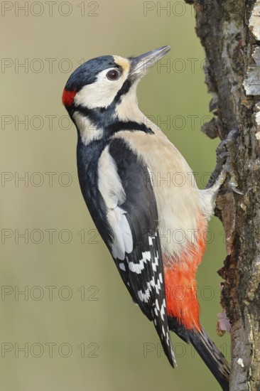 Great spotted woodpecker (Dendrocopus major), male, foraging on the trunk of a common birch (Betula pendula), wildlife, woodpeckers, nature photography, autumn, Wilnsdorf, North Rhine-Westphalia, Germany
