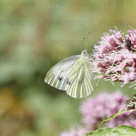 A Cabbage butterfly (Pieris brassicae) sucking nectar on the flower of a Hemp agrimony (Asteraceae), in a natural environment in the wild, nice bokeh in the background, Wildlife, Insects, Butterflies, Butterflies, Wilnsdorf, North Rhine-Westphalia, Germany