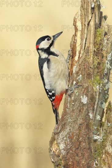 Great spotted woodpecker (Dendrocopos major), male, foraging on a tree stump overgrown with moss and lichen in the forest, Wilnsdorf, North Rhine-Westphalia, Germany