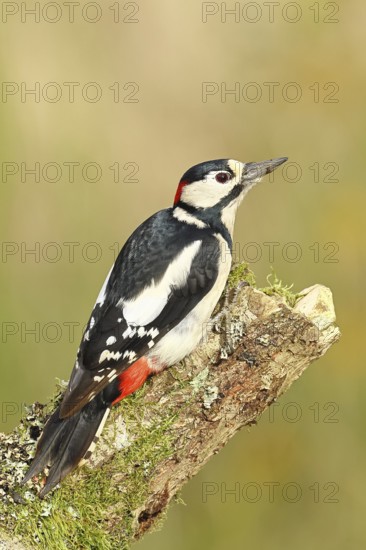 Great spotted woodpecker (Dendrocopus major), male sitting on an old branch overgrown with moss, Wildlife, Animals, Birds, Woodpeckers, Wilnsdorf, North Rhine-Westphalia, Germany