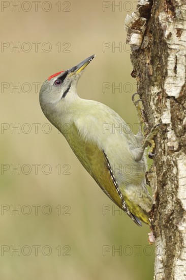 Grey-headed woodpecker (Picus canus), male sitting on the trunk of a grey birch (Betula populifolia) to forage, Wildlife, Woodpeckers, Birds, Nature photography, Wilnsdorf, North Rhine-Westphalia, Germany