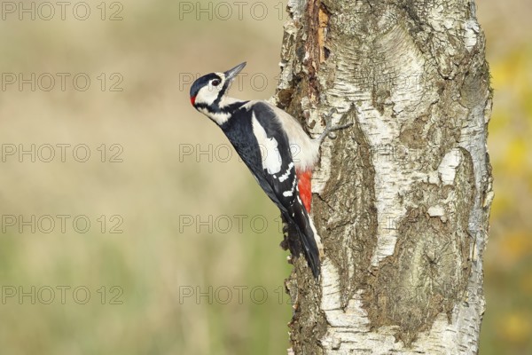 Great spotted woodpecker (Dendrocopus major), male, foraging on the trunk of a common birch (Betula pendula), wildlife, woodpeckers, nature photography, autumn, Wilnsdorf, North Rhine-Westphalia, Germany