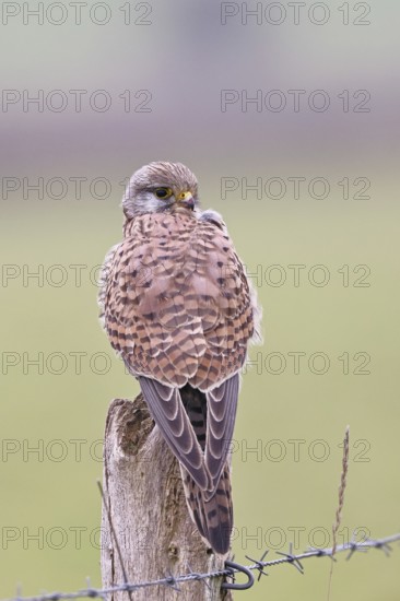 Kestrel (Falco tinnunculus), on a pasture fence post, Bieslicher Insel, Lower Rhine, North Rhine-Westphalia, Germany