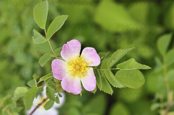 Dog rose (Rosa canina), dog rose, flower, North Rhine-Westphalia, Germany