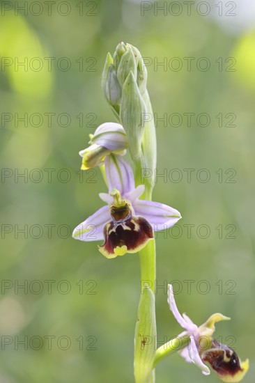 Bee orchid (Ophrys apivera), single flower, close-up, at the edge of a field hedge, North Rhine-Westphalia, Germany
