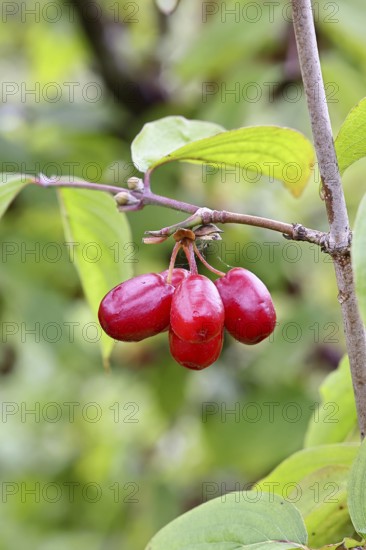 Cornelian cherry (Cornus mas), branch with fruit, Wilnsdorf, North Rhine-Westphalia, Germany