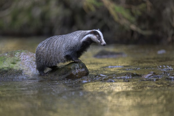 European badger (Meles meles), sitting on a stone in a stream in the last light, deciduous tree is reflected in the water, Swabian Alb biosphere reserve, Baden-Württemberg, Germany