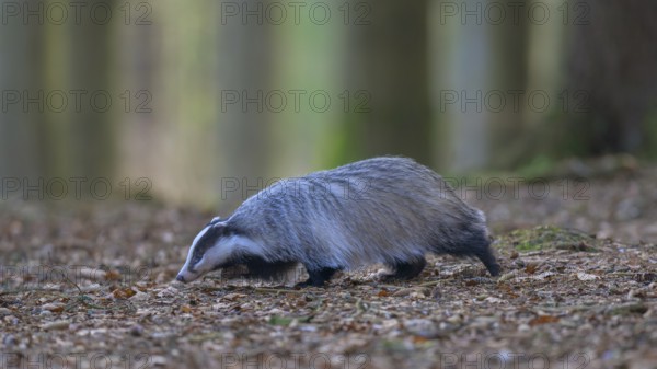 European badger (Meles meles), foraging in a beech forest, Swabian Alb biosphere reserve, Baden-Württemberg, Germany