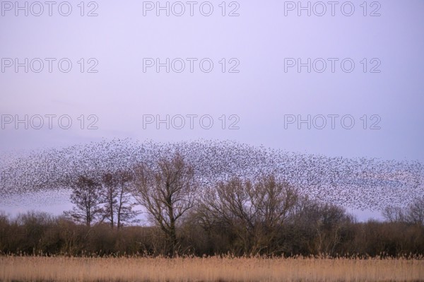 A flock of starlings (Sturnus vulgaris) forms impressive patterns in front of a colourful sky at sunset, Dümmer nature park Park, Lower Saxony, Germany