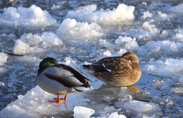 Mallards, (Anas platyrhynchos) sitting on ice on the frozen Elbe, Schleswig-Holstein, Germany
