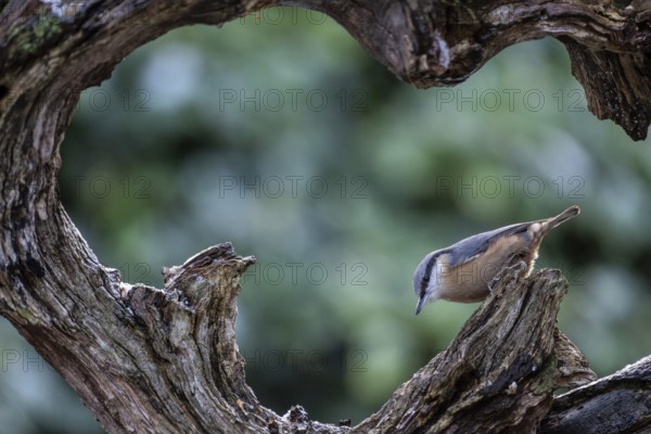 Nuthatch (Sitta europaea), Emsland, Lower Saxony, Germany