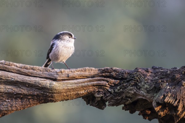 Long-tailed Tit (Aegithalos caudatus), Emsland, Lower Saxony, Germany
