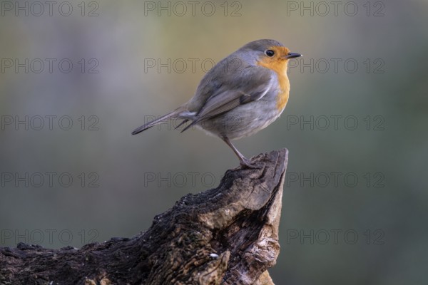 European robin (Erithacus rubecula), Emsland, Lower Saxony, Germany