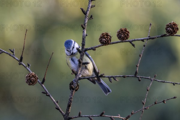 Blue tit (Parus caerulea), Emsland, Lower Saxony, Germany