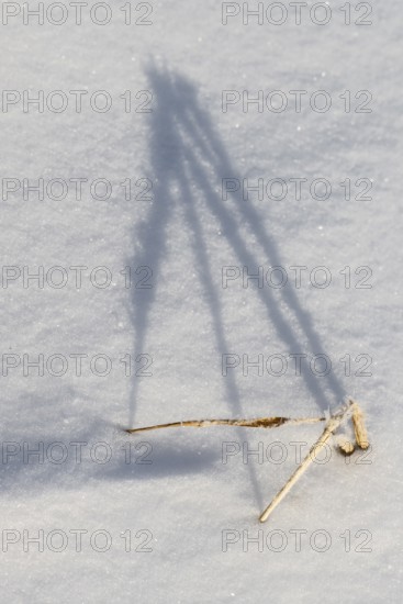 Shadow-casting grasses in snow, Emsland, Lower Saxony, Germany