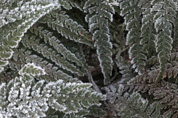 Fern fronds (Polystichum) in hoarfrost, Emsland, Lower Saxony, Germany