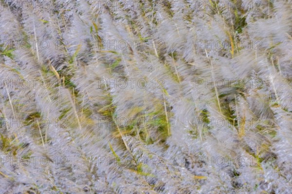 Motion blurred panicles of common reeds (Phragmites australis, Phragmites communis) in reedbed, reed bed in wetland in autumn, fall