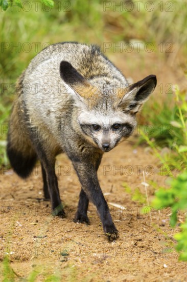 Bat-eared fox (Otocyon megalotis) walking on the ground looking for food, Bavaria, Germany