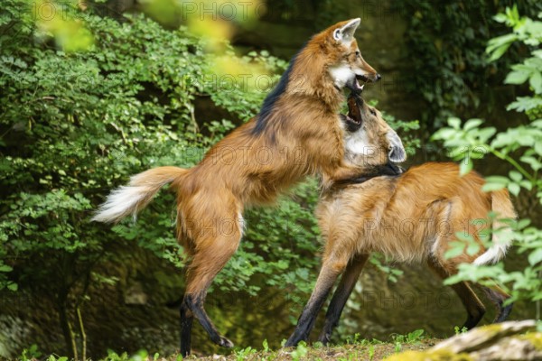 Two maned wolves (Chrysocyon brachyurus) playing with each other, arguing, Germany