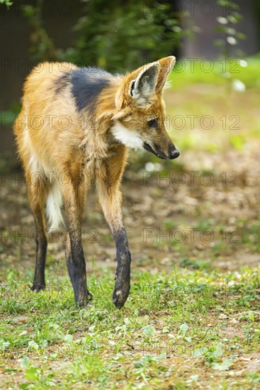 Maned wolf (Chrysocyon brachyurus) walking around, Germany