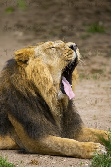 Asiatic lion (Panthera leo persica) yawing, male, portrait, captive, Germany