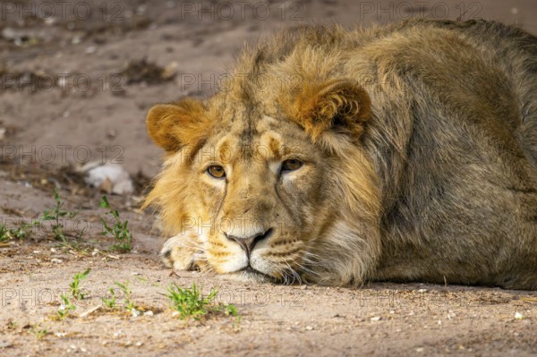 Asiatic lion (Panthera leo persica) male lying on the ground, captive, Germany