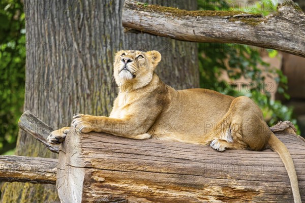 Asiatic lion (Panthera leo persica) female lying on a tree trunk, captive, Germany