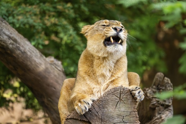 Asiatic lion (Panthera leo persica) female lying on a tree trunk, yawing, portrait, captive, Germany