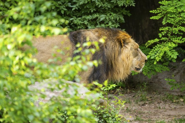Asiatic lion (Panthera leo persica) male walking around on the ground, captive, Germany
