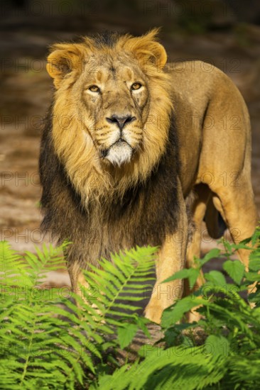 Asiatic lion (Panthera leo persica) male walking around on the ground, captive, Germany