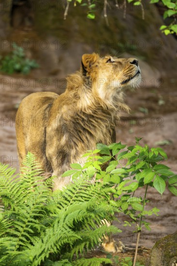 Asiatic lion (Panthera leo persica) male youngster (one year old) standing and looking upside, captive, Germany