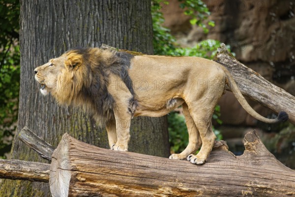 Asiatic lion (Panthera leo persica) male standing on a tree trunk, roaring, captive, Germany