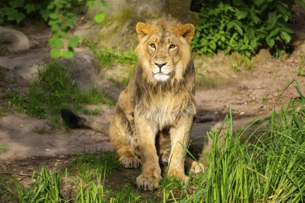 Asiatic lion (Panthera leo persica) male youngster (one year old) sitting on the ground, captive, Germany