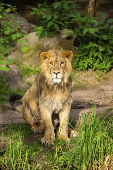 Asiatic lion (Panthera leo persica) male youngster (one year old) sitting on the ground, captive, Germany
