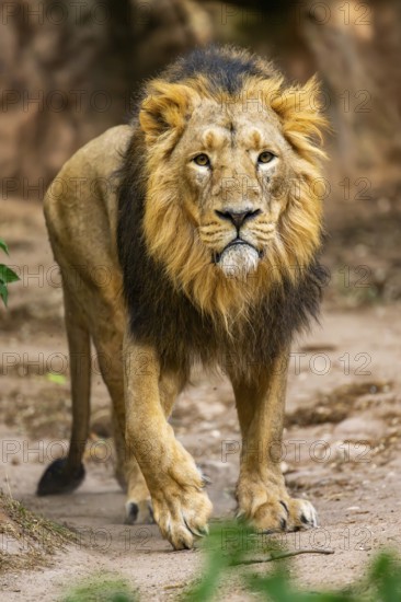 Asiatic lion (Panthera leo persica) male walking around on the ground, captive, Germany
