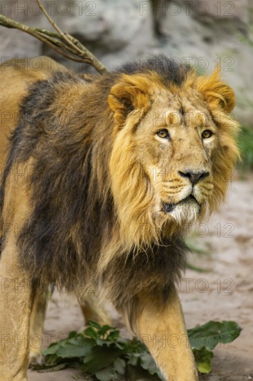 Asiatic lion (Panthera leo persica) male, portrait, captive, Germany