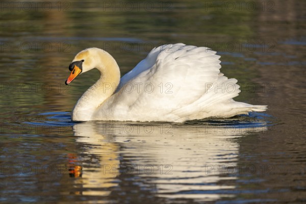 Mute swan (Cygnus olor) swimming on a lake, Bavaria, Germany