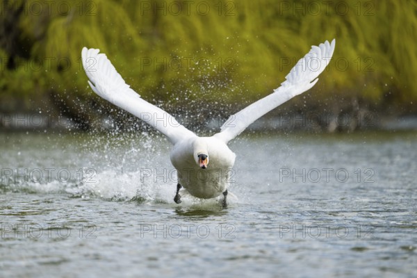 Mute swan (Cygnus olor) starting from the water, flying over a lake, Bavaria, Germany