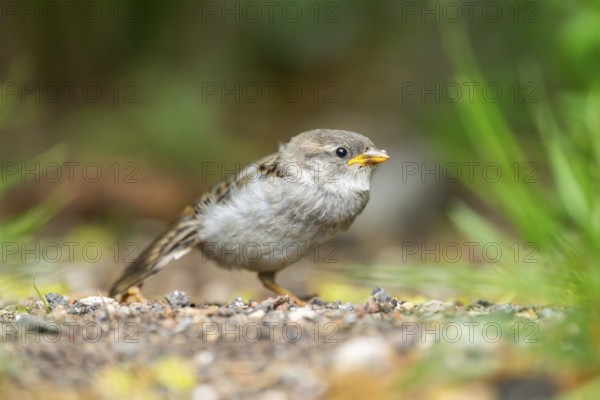 House sparrow (Passer domesticus) youngster sitting on the ground, Bavaria, Germany
