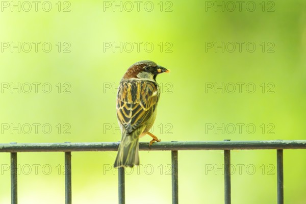 House sparrow (Passer domesticus) sitting on a fence, Bavaria, Germany